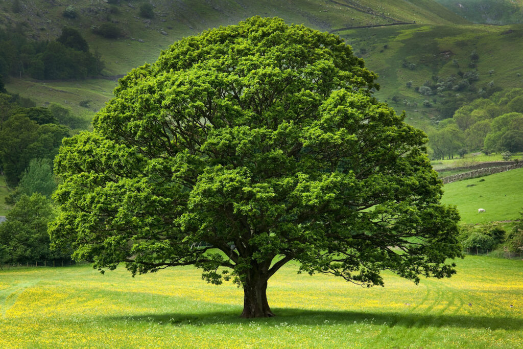 English Oak Tree in field of Buttercups